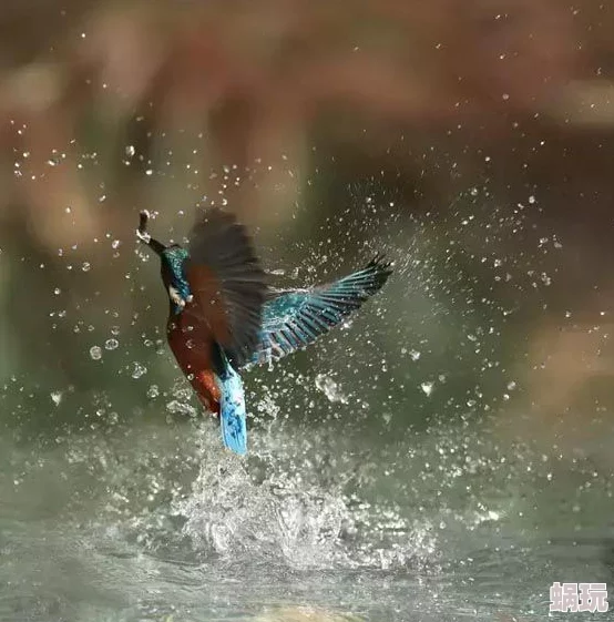 搔鸟的神秘踪迹揭秘，探寻它们的栖息之地